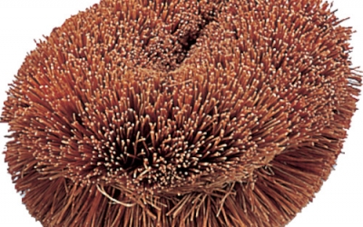 日本中山TRUSCO TW-L 自然刷“猎鹰君”170 mm